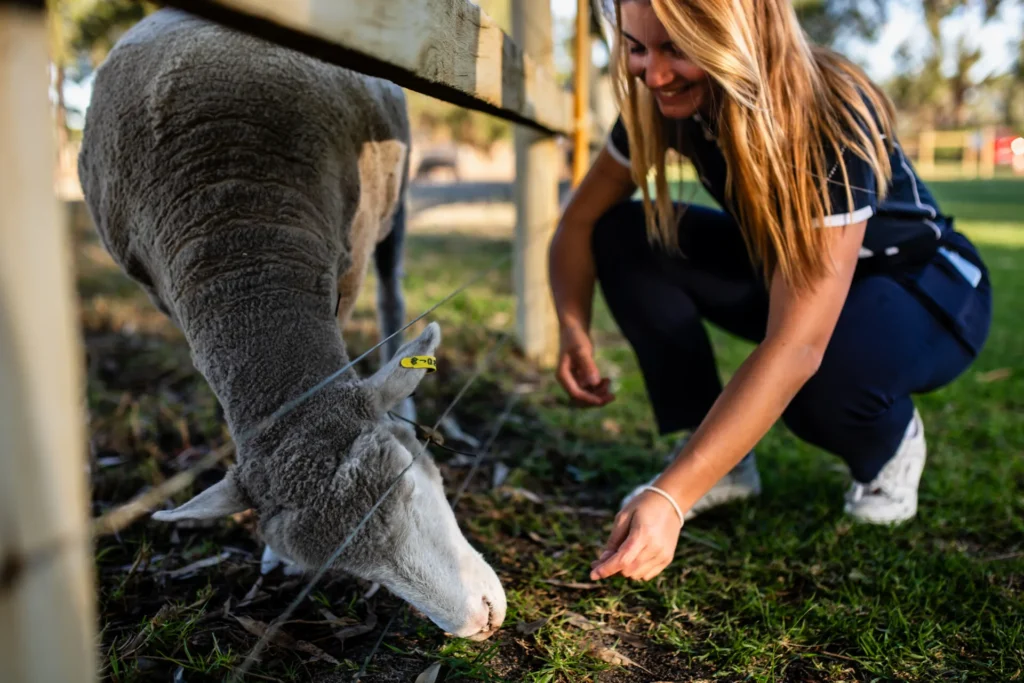 A women feeding sheep grass